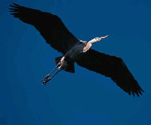 blue heron flying