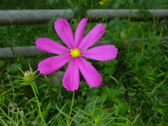 pink flower