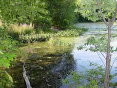pond view