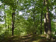 path through woods